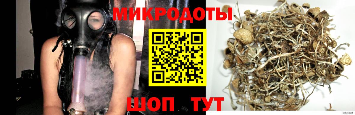 Псилоцибиновые грибы прущие грибы Великий Устюг